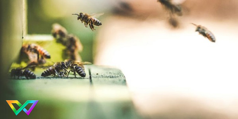 mơ thấy ong đốt là tốt hay xấu