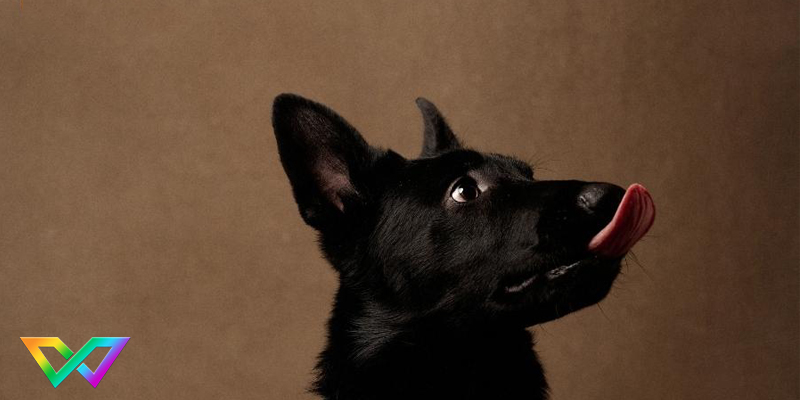 cho-sua-nhieu-la-diem-gi