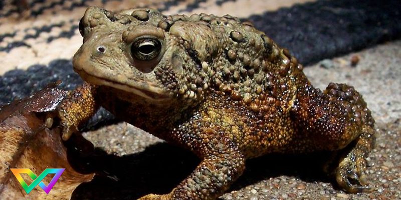 giai-ma-giac-mo-coc-vao-nha