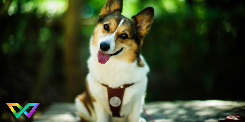 giai-ma-hien-tuong-cho-sua-nhieu-la-diem-gi