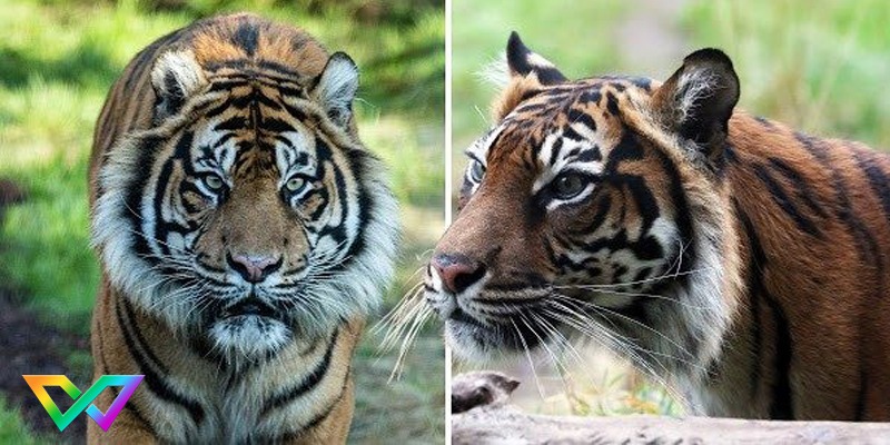 mo-thay-ho-la-diem-bao-gi