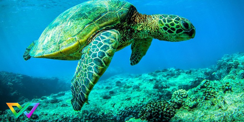 mo-thay-rua-la-diem-bao-gi