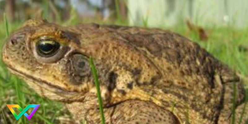 ngu-mo-thay-coc-vao-nha-la-diem-gi