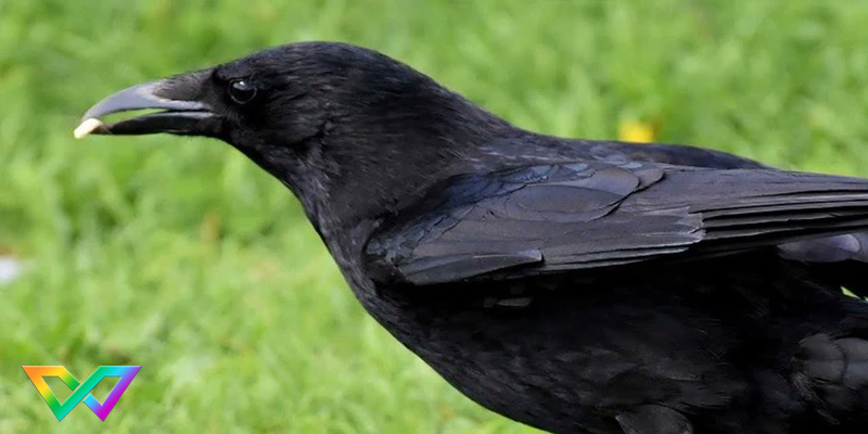 mo-thay-qua-den-la-diem-bao-gi-3