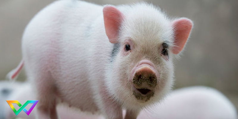 ngu-mo-thay-lon-la-diem-bao-gi