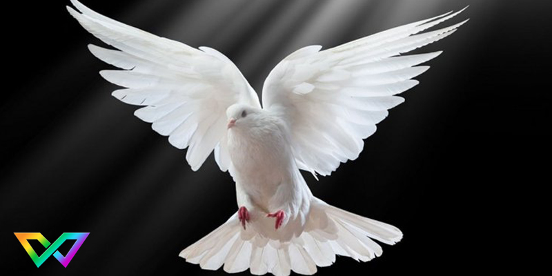 giai-ma-giac-mo-mo-thay-bo-cau-la-diem-gi-1